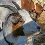 Alojamento de Acomodação e Pequeno-almoço Domaine De Rambeau 4*