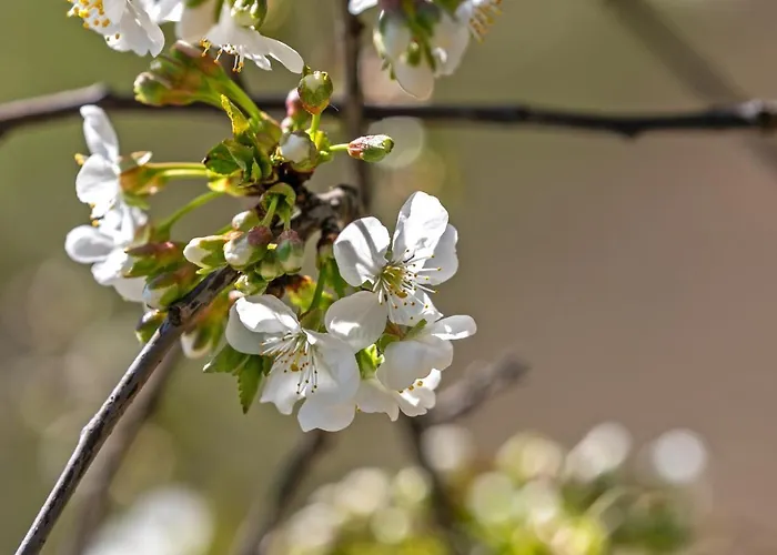 Bed & Breakfast Domaine De Rambeau